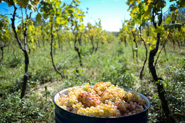Rtveli - Gürcistan'daki gelenek hasat üzüm