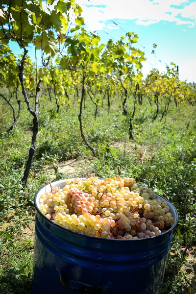 Rtveli - Gürcistan'daki gelenek hasat üzüm