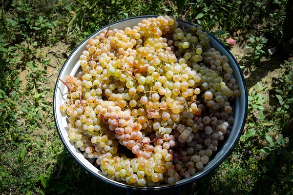 Rtveli - Gürcistan'daki gelenek hasat üzüm