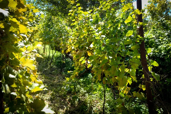 Rtveli - Gürcistan'daki gelenek hasat üzüm