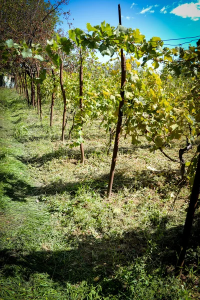 Rtveli - tradición de cosecha de uvas en Georgia — Foto de Stock
