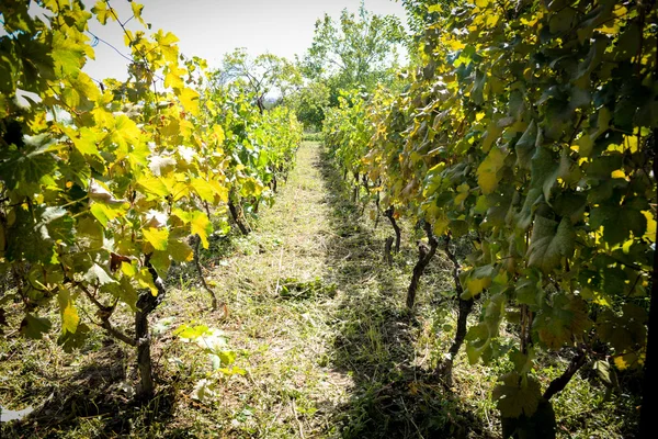 Rtveli - grapes harvesting tradition in Georgia — Stock Photo, Image