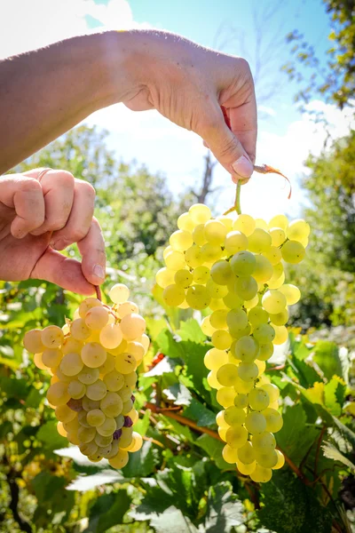 Rtveli - grapes harvesting tradition in Georgia — Stock Photo, Image