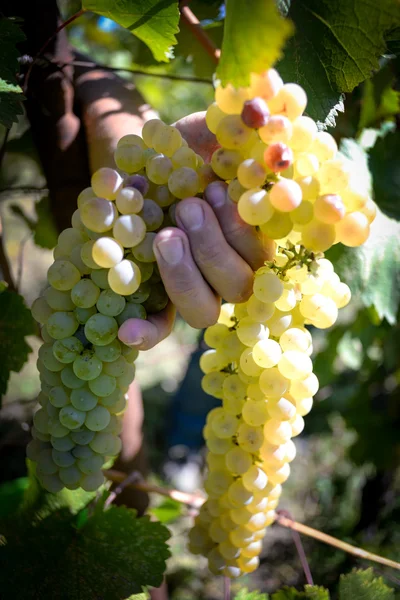 Rtveli - grapes harvesting tradition in Georgia — Stock Photo, Image