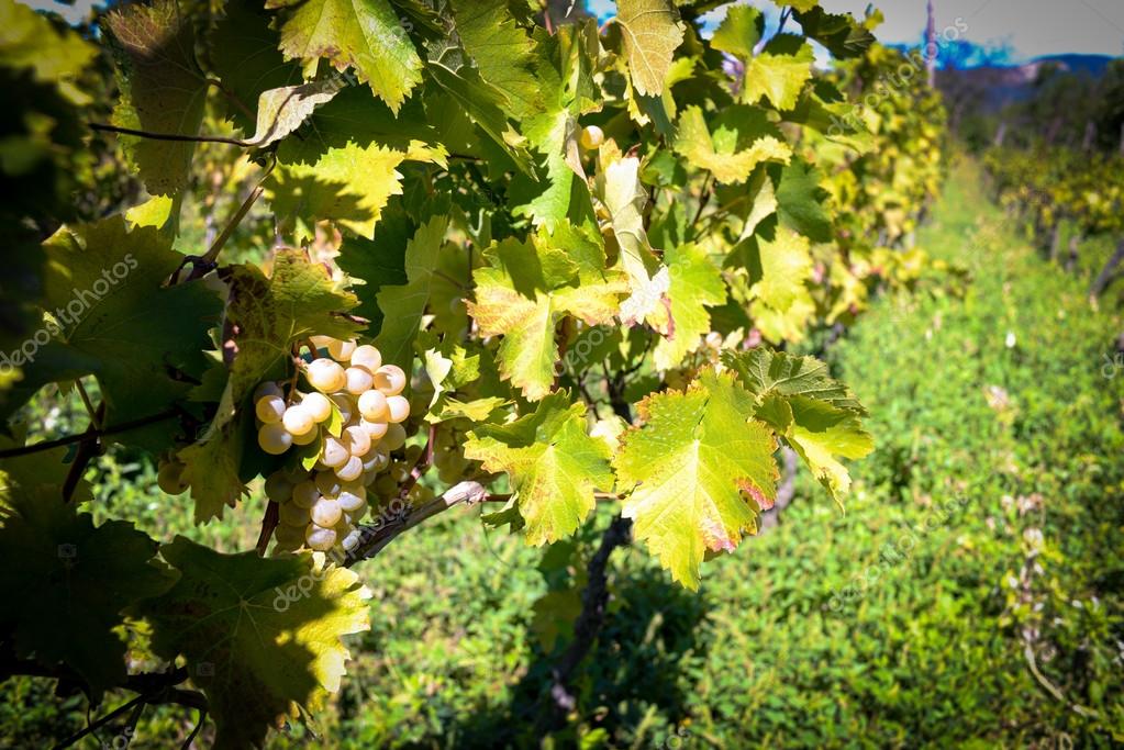 Rtveli grapes harvesting tradition in Stock Photo by