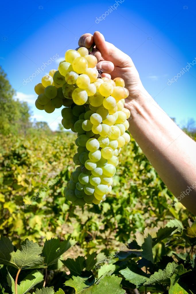 Rtveli grapes harvesting tradition in Stock Photo by