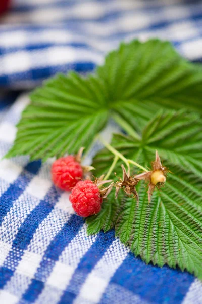 Raspberries on a blue striped towel — Stock Photo, Image