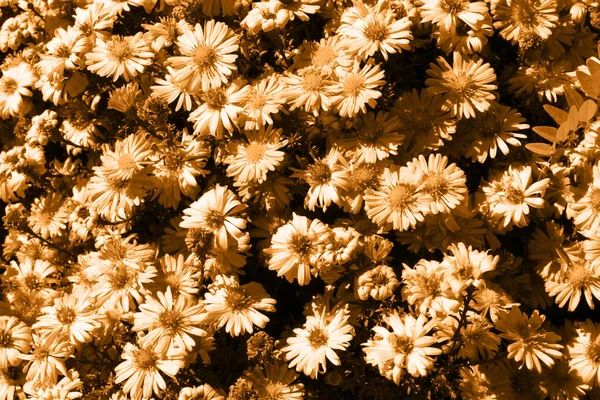 Perto de muitas flores de margarida tonificadas — Fotografia de Stock