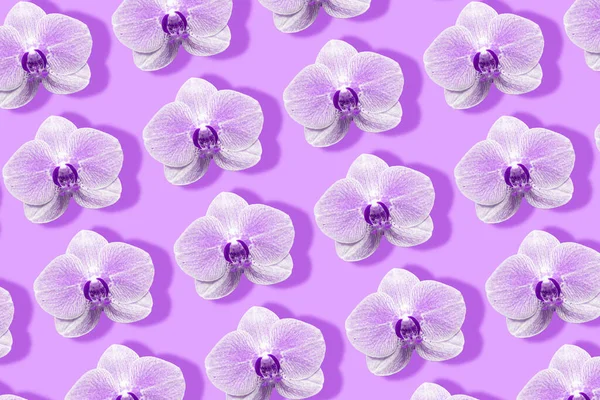 Purple orchid flower pattern toned on pink background — Stock Photo, Image