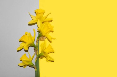 Pastel sarı ve gri arkaplanda sarı nergis demeti