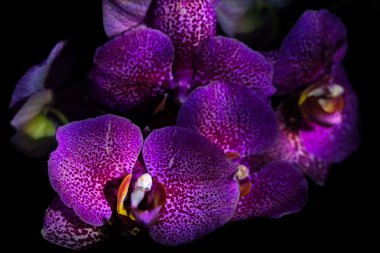 Menekşe Siyah bir arka plan üzerinde orkide