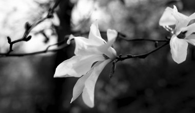 siyah ve beyaz çiçek açan manolya çiçekleri