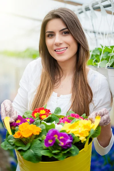 Hermosas flores pequeñas de colores en temporada de primavera — Foto de Stock