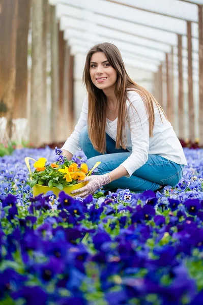 Campo colorato di fiori . — Foto Stock