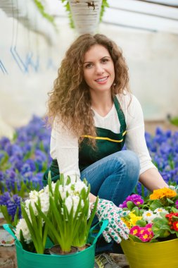 Beyaz ve mor sümbül çiçekleri ile sera