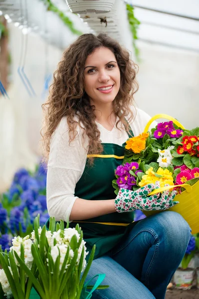 Greenhouse with white and violet hyacinth flowers — Stock Photo, Image