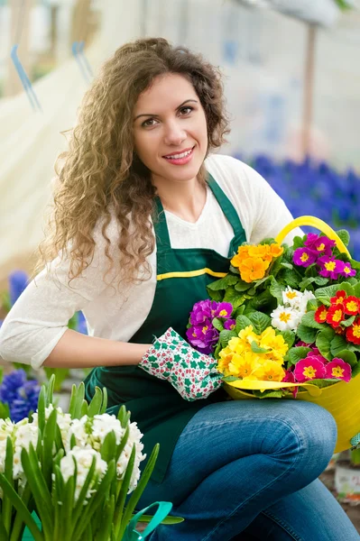 Invernadero con flores de jacinto blanco y violeta — Foto de Stock