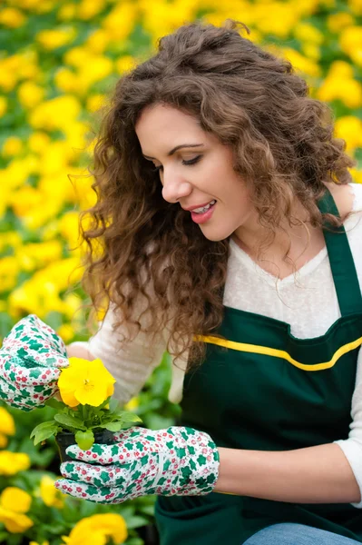 Mujer joven en jardín de flores amarillas —  Fotos de Stock