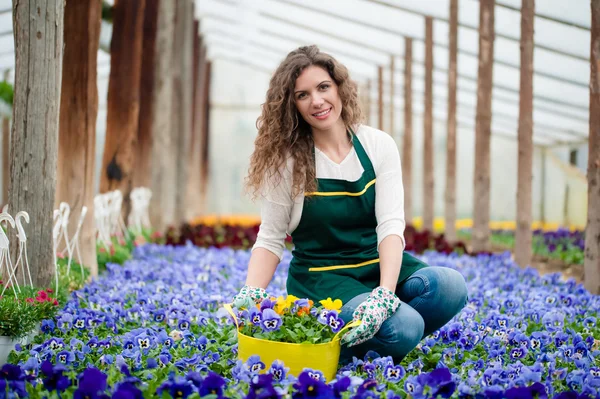 Violet bloementuin — Stockfoto