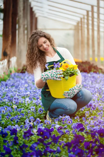 Invernadero con flores de jacinto violeta — Foto de Stock