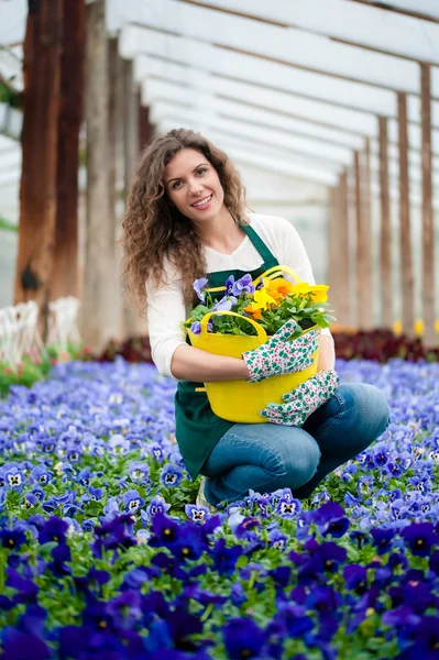 Violet bloementuin — Stockfoto