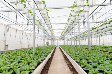 Bir sera çiçek kültürü