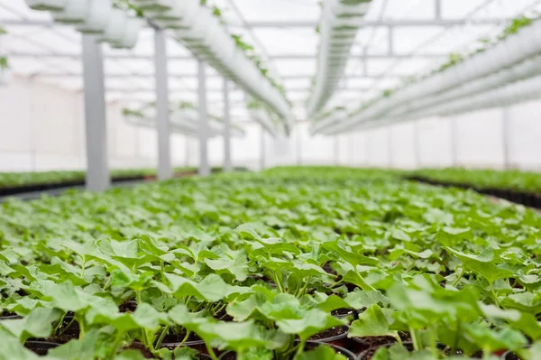 Cultivo de flores en invernadero — Foto de Stock