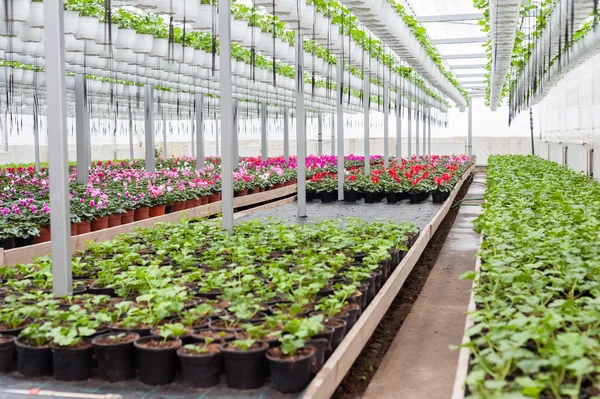 Cultivo de flores en invernadero — Foto de Stock