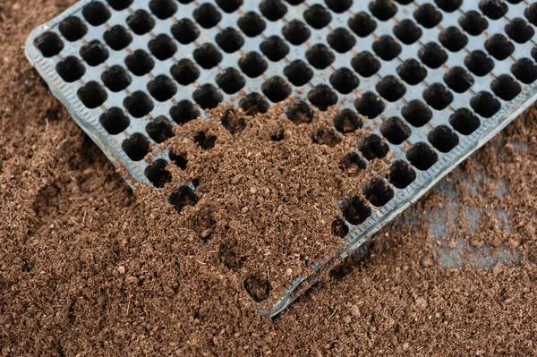 Plastic tray with soil — Stock Photo, Image