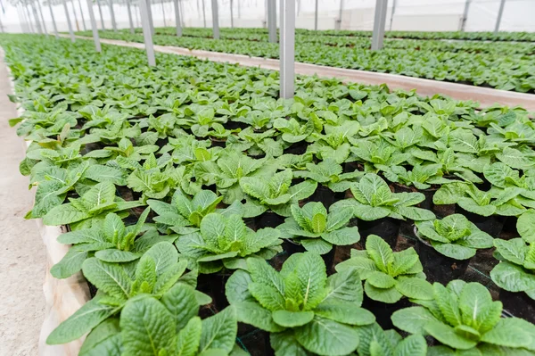 Cultivo de flores en invernadero — Foto de Stock