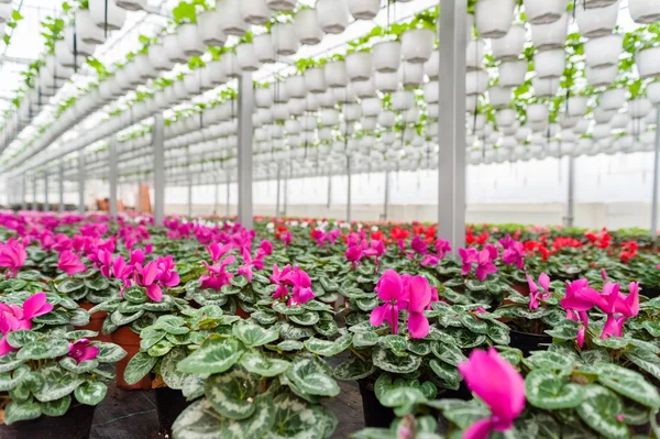 Cultivo de flores en invernadero — Foto de Stock