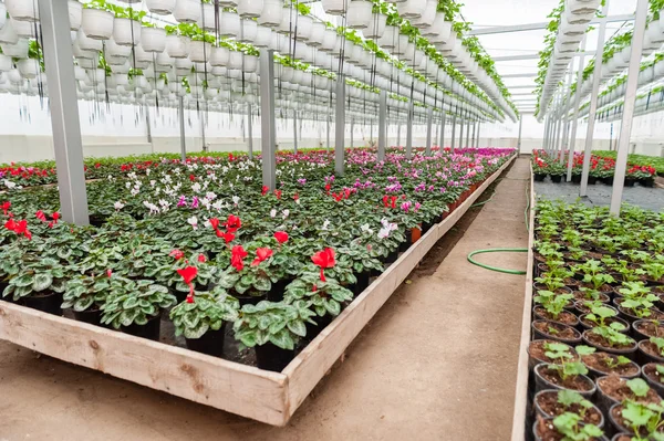 Cultivo de flores en invernadero — Foto de Stock