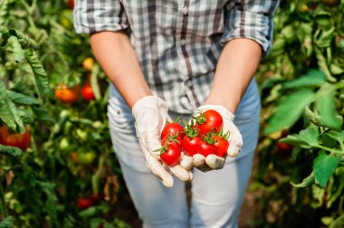 Kırmızı domates tutan eldiven ile genç kadın elleri, bir sera çalışma.