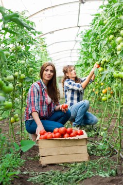 Young smiling agriculture woman worker in front and colleague in back clipart