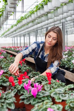 Çiçekçi kadın çiçekler sera içinde çalışma.