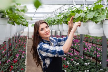 Çiçekçi kadın çiçekler sera içinde çalışma.