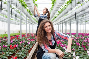 Çiçekçi kadın bir sera çiçeklerle çalışma.