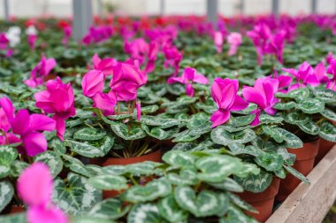 Bir sera kültüründe çok renkli çiçek