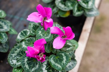 Bir sera kültüründe çok renkli çiçek