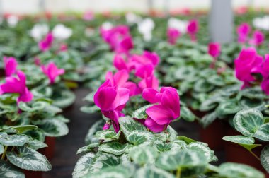 Bir sera kültüründe çok renkli çiçek