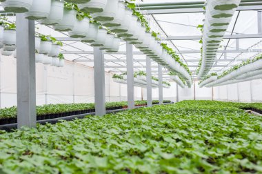 Bir sera tencere asılı içinde çiçek kültürü