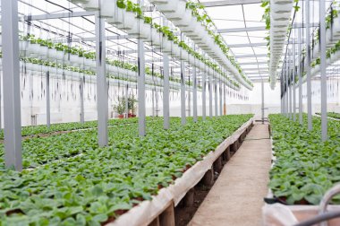 Bir sera kültüründe çok renkli çiçek