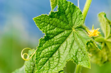 Salatalık yaprak çiçek ve dalları ile