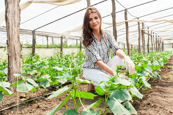 Agricoltura contadina lavoratrice in serra . — Foto Stock