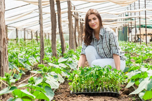 Agricoltura contadina lavoratrice in serra . — Foto Stock