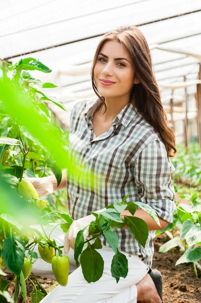 Lavoratrice in serra . — Foto Stock