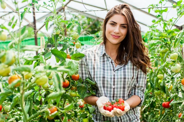 Молодая женщина в перчатках держит красные помидоры, работает в теплице . — стоковое фото
