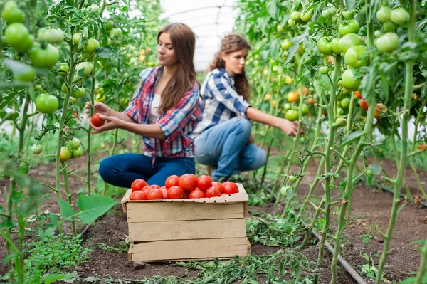 Young smiling agriculture woman worker in front and colleague in back — Stock Photo, Image