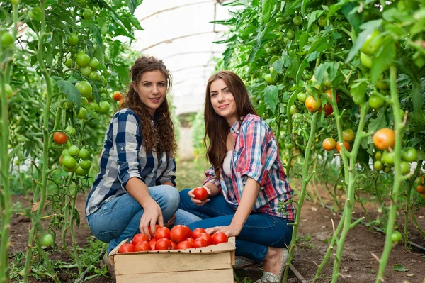 Jovem sorridente agricultor mulher trabalhador na frente e colega nas costas — Fotografia de Stock