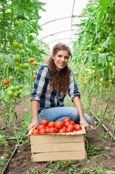 Jovem sorridente agricultora trabalhadora e uma caixa de tomates na frente, trabalhando, colhendo tomates em estufa . — Fotografia de Stock